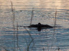 Swimming Eagle in the Bras d'Or Lakes