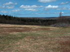 Blueberry field.