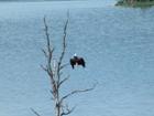 Eagle drying himself at Nyanza Bay