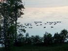 Families of geese along the Bras d'Or Lakes shoreline & Baddeck River.