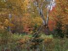 Fall foliage at lot # 8 -Jonathan's Landing