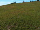 Blueberry field BB1 - looking uphill.