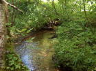 Summer picture of small brook -6 acres is on the left.
