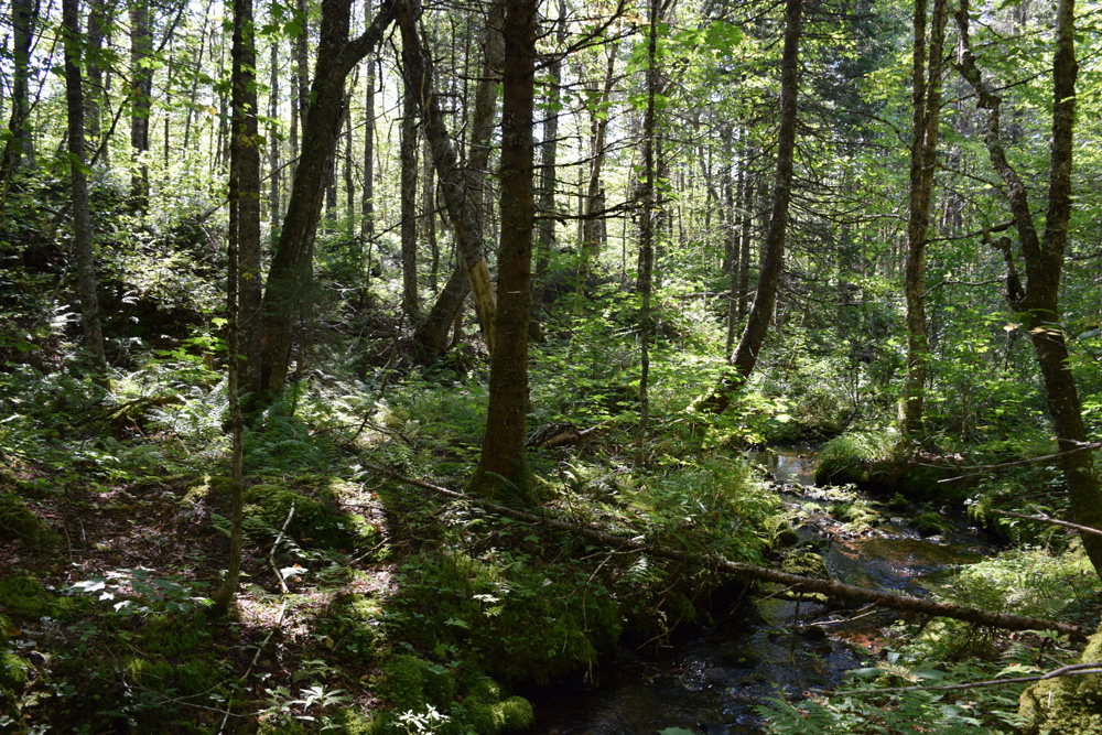 This brook on the property as indicated on attached topo map.