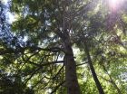 One of the big hemlock trees on the lot, which also features some spectacular maple and birch trees.