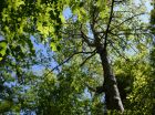 The lot features many large hardwood trees.