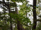 A view of Lake Ainslie through the trees of the property.