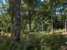 View of wooded - lot #6