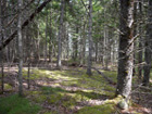 Wooded area north of brook - potential house location.