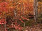Lot is mainly treed with hardwood - maple, birch and beech