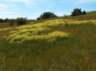 Weeds - but pretty weeds.
