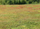 Photo of BB2 taken in June 2012.