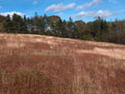 View of blueberries on property.