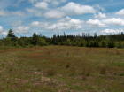 Eastern end of blueberry field .