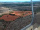 Blueberry fields of Lewis Mountain