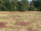 More blueberries on field - see the electric power line at road.