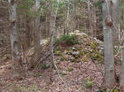 Old rock pile from when property was farm land.