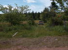 Driveway to site of old homestead crosses field - along tree line in middle of blueberry field.