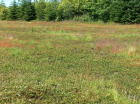 Photo of  BB3 taken June 2012.