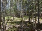 A typical view of the wooded areas on the property.