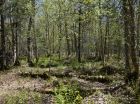 The property features lots of trees and woodlot views.