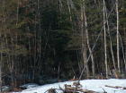 Photo from 200 acre parcel - can you find the moose ?