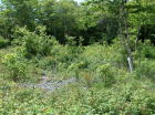 Old homestead site.