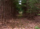 One of the trails constructed on this property when it was a proposed camp ground. 