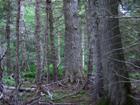 Some of the treed area on the 11 acre parcel.