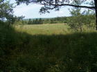 Photo taken from old house location -  looking at field. Note - power pole in distance..