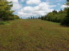 View of blueberry from lower or western edge of field.