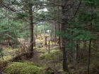 To the right of boundary line -12 foot walking easement to Bras d'Or Lakes