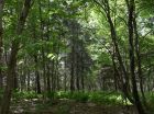 The property features beautiful tree stands.