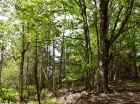 The property features beautiful, mature tree stands.