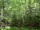 A power pole can be seen among the trees on the property. A road was built on the property in the early 1990s and power was brought into the lot.